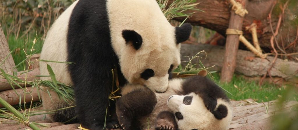 Panda Research Base in Chengdu